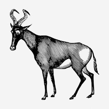 Hartebeest wild animal hand drawn | Free Photo - rawpixel