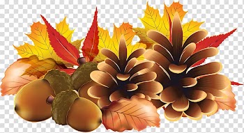 Harvest pinecone transparent background PNG clipart