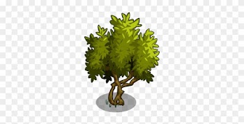 Harvested - Farmville Olive Tree