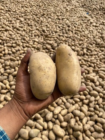 Harvested Potatoes in Farmer's Hand