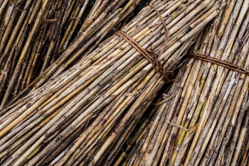 Harvested rattan, agricultural background. Free | Free Photo - rawpixel