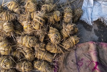 Harvested rattan, agricultural background. Free | Free Photo - rawpixel