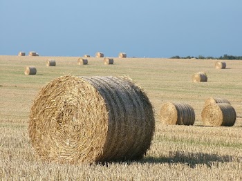 harvesting.JPG