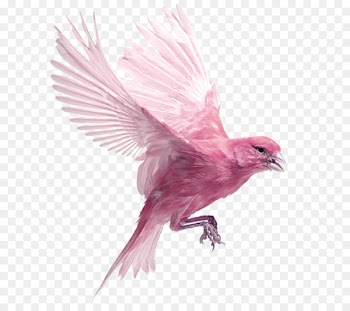 Harz Roller Bird Finch Ocypete Clip art - Pink Birds 