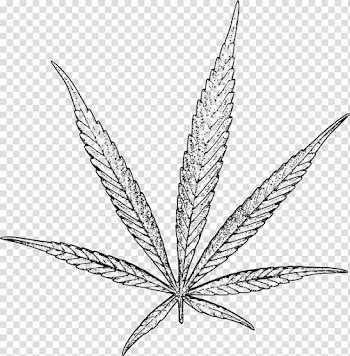 Hash, Marihuana & Hemp Museum Cannabidiol Medical cannabis, Hemp plant transparent background PNG clipart