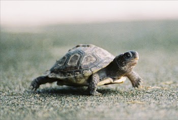 hatchling2.jpg