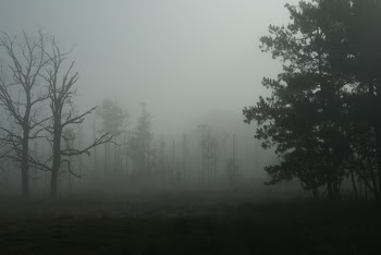 haunted_forest__.JPG