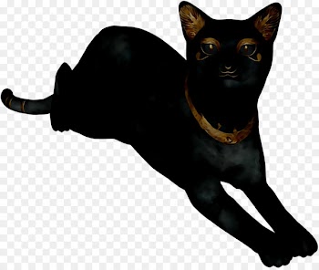 Havana Brown Whiskers Domestic short-haired cat Mumbai Snout -  