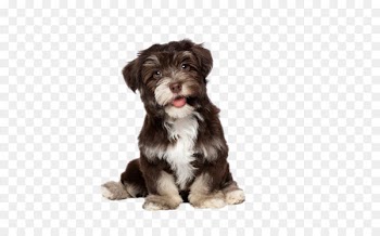 Havanese Bichon Frise Yorkshire Terrier Puppy Cat - Cute dog 