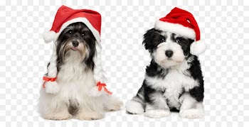 Havanese Chihuahua Santa Claus Puppy Christmas - Puppy with Christmas hats 