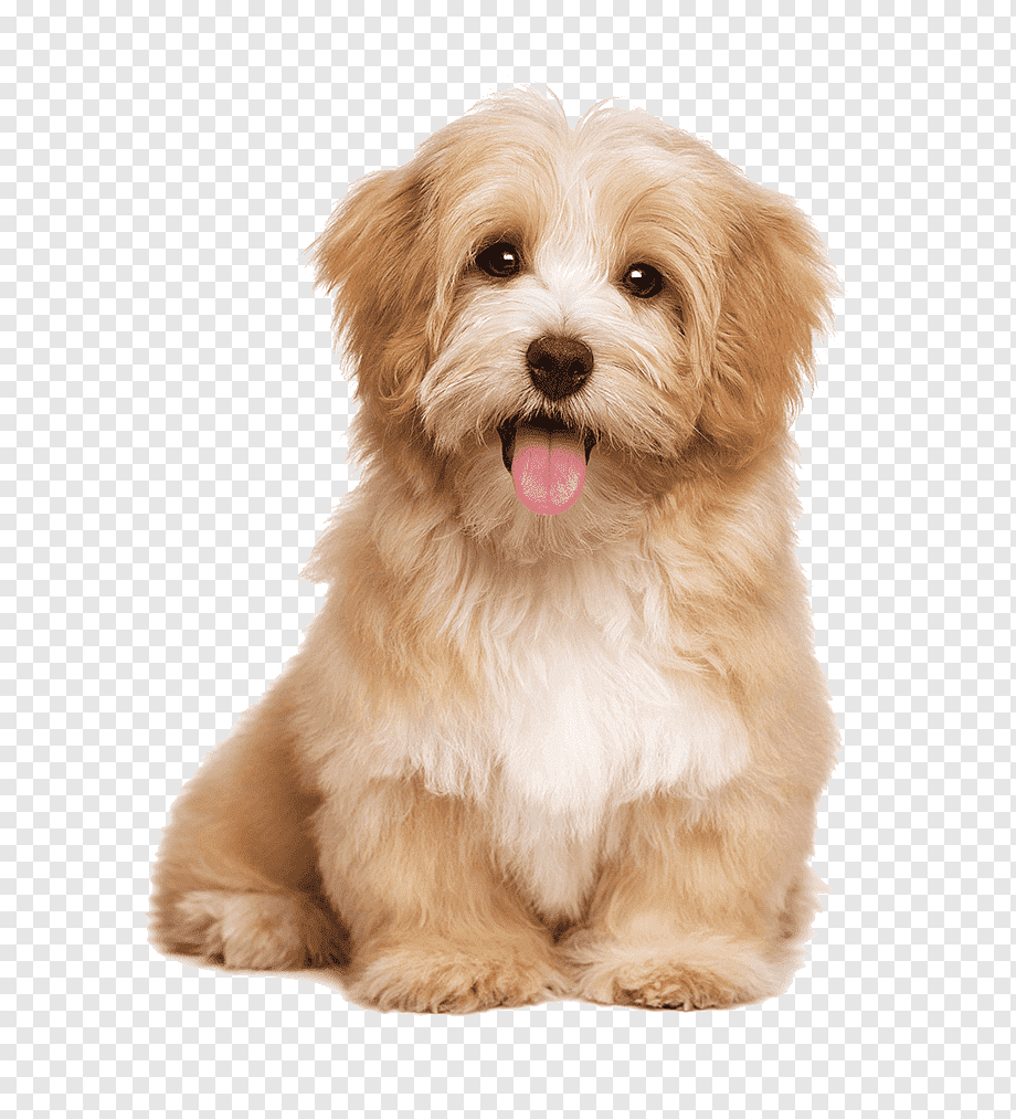 Havanese dog Pet sitting Labrador Retriever Puppy Cat, pet dog, animals, carnivoran, pet png