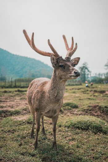 have a photoshoot in Ranca Upas located in Ciwidey, Indonesia. Found this awesome place with a deer inside it
