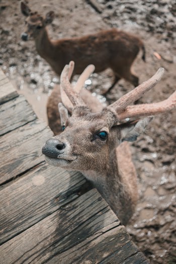 have a photoshoot in Ranca Upas located in Ciwidey, Indonesia. Found this awesome place with a deer inside it