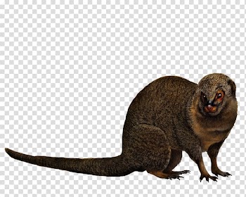 Hawaii Mongoose Animal Travellers' Wildlife Guides Costa Rica Mammal, animals transparent background PNG clipart