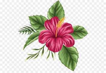 Hawaii Shoeblackplant Drawing Flower bouquet - Hand painted hibiscus flower 