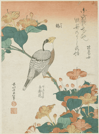Hawfinch and Marvel-of-Peru (ca.1834) in high | Free Photo - rawpixel