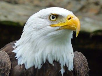 hawk