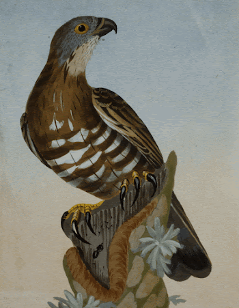 Hawk (1789) painting in high | Free Photo - rawpixel