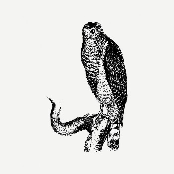 Hawk bird collage element/drawing/clipart, xx | Free PSD Illustration - rawpixel