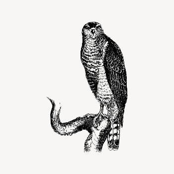 Hawk bird collage element/drawing/clipart, xx | Free Vector Illustration - rawpixel