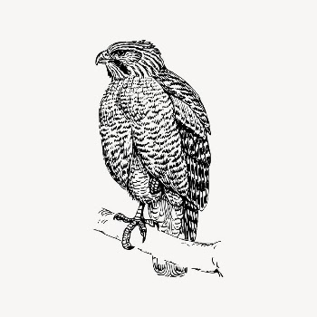 Hawk bird drawing, vintage animal | Free Vector Illustration - rawpixel
