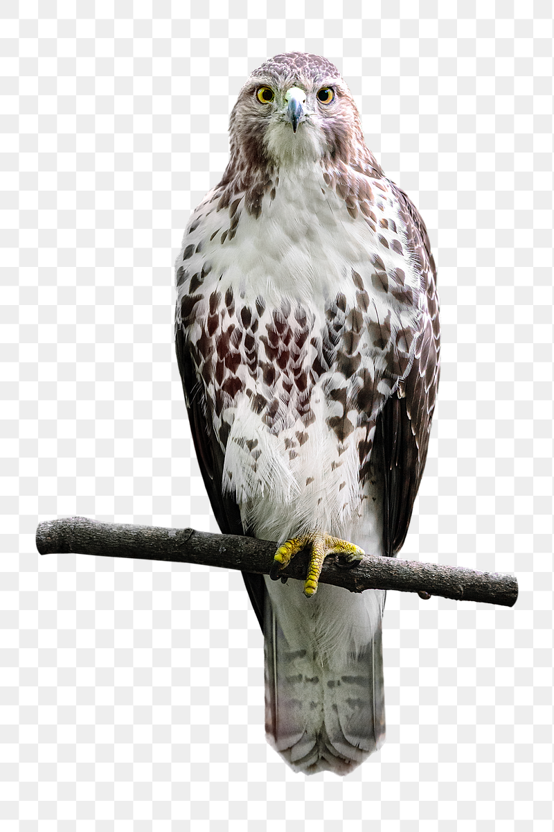 Hawk bird png sticker, transparent | Free PNG - rawpixel