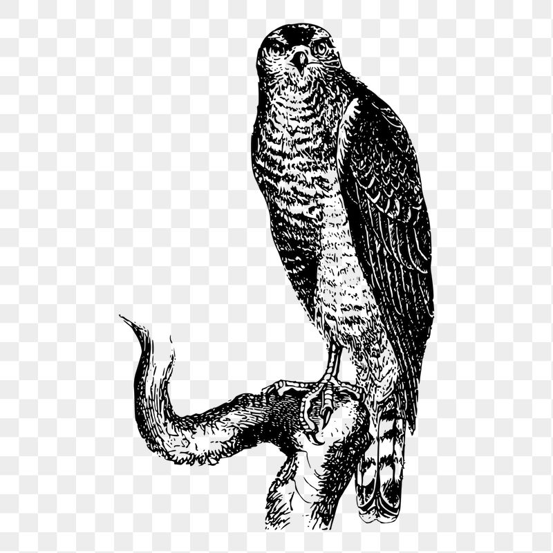 Hawk bird png sticker vintage | Free PNG - rawpixel