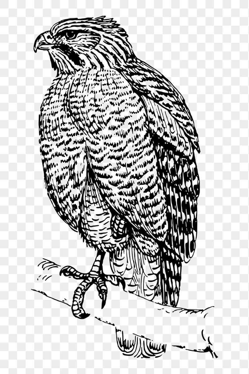 Hawk bird png sticker, vintage | Free PNG - rawpixel