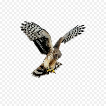 Hawk Owl Common buzzard Eagle -  