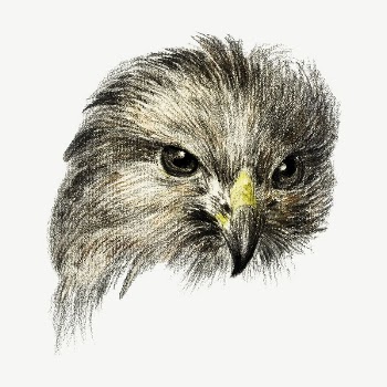 Hawk's head portrait bird, vintage | Free PSD Illustration - rawpixel