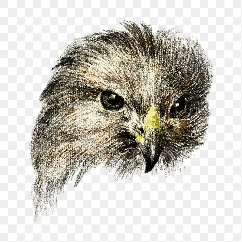Hawk's head portrait png bird | Free PNG Illustration - rawpixel