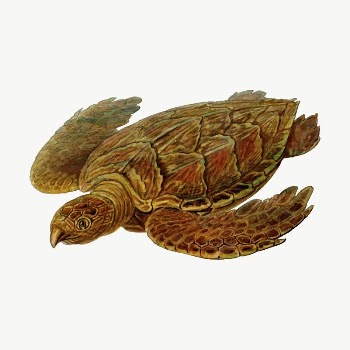 Hawksbill turtle clipart, illustration vector. | Free Vector - rawpixel