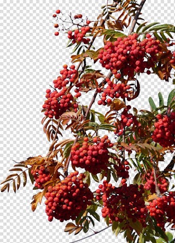 Hawthorn free under the blue sky transparent background PNG clipart