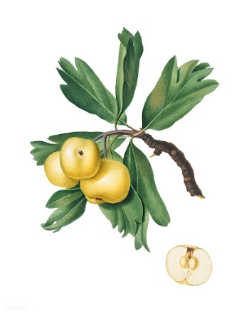 Hawthorn from Pomona Italiana illustration | Free stock vector - 488037