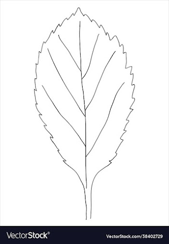 hawthorn leaf in doodle style