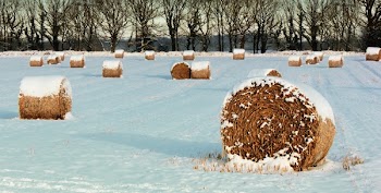 Hay Bale Rolls