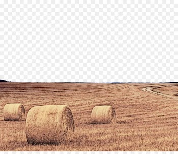 hay field straw farm agriculture