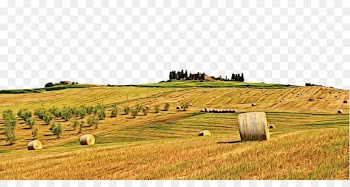 hay field straw land lot pasture