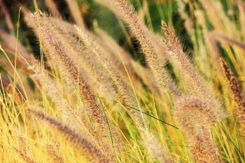 Hay Grass