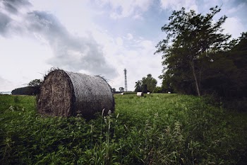Hay Rolls on Green Grass Under White and Blue Sky