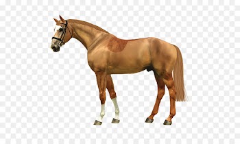 Haydon Horse Stud Vector graphics Portable Network Graphics Image - horse 