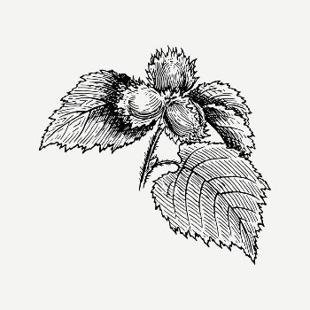 Hazel clipart, vintage plant illustration | Free PSD Illustration - rawpixel