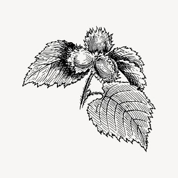 Hazel drawing, vintage plant illustration | Free Vector Illustration - rawpixel