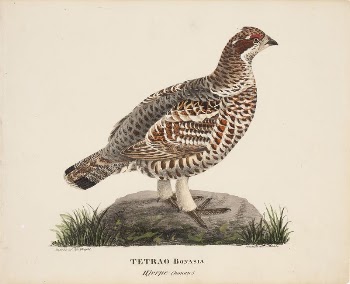 Hazel grouse, female, 1828, Magnus | Free Photo - rawpixel