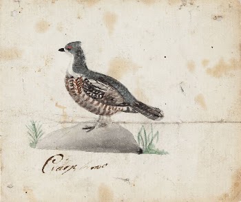 Hazel grouse, female, 1830, by Ferdinand | Free Photo - rawpixel