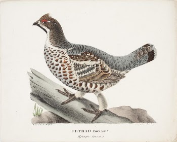Hazel grouse, male, 1828, Magnus | Free Photo - rawpixel