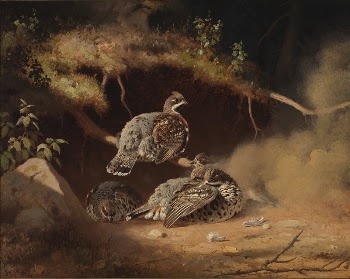 Hazel grouse wallowing in sand, | Free Photo - rawpixel