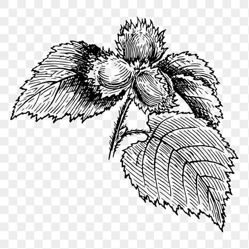 Hazel png sticker, vintage plant | Free PNG - rawpixel