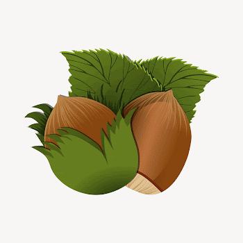 Hazelnut clipart illustration psd. Free | Free PSD - rawpixel