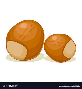 hazelnut fruit